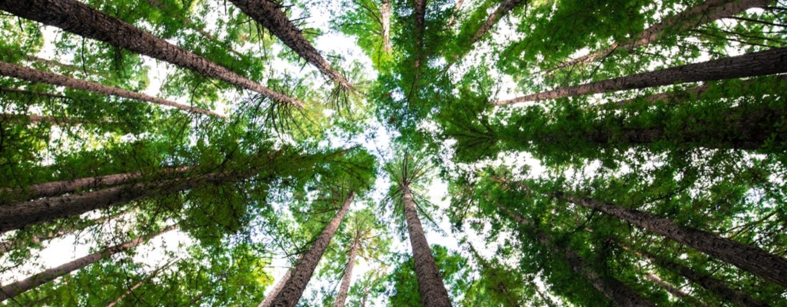 Green trees in a circle