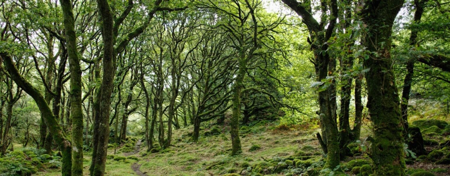 Green forest and trees